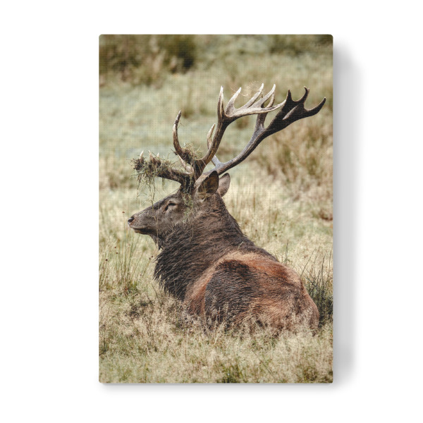 Leinwandbild "Rothirsch" artboxONE - Natur,Tiere - Hirsch,Brunft,Hirsche,Rothirsch,Rotwild,Wild,Wildtiere,Wald