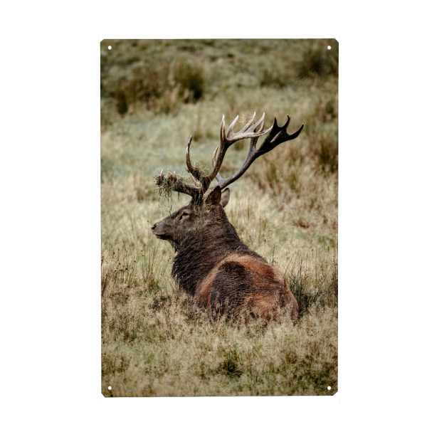 Metall Poster "Rothirsch" artboxONE - Natur,Tiere - Hirsch,Brunft,Hirsche,Rothirsch,Rotwild,Wild,Wildtiere,Wald - Blechschild