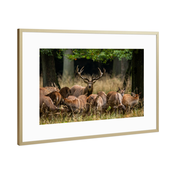 Poster mit Rahmen Gold "Rothirsche bei der Brunft" artboxONE - Natur,Tiere - Hirsch,Brunft,Hirsche,Rothirsch,Rotwild,Wild,Wildtiere,Wald