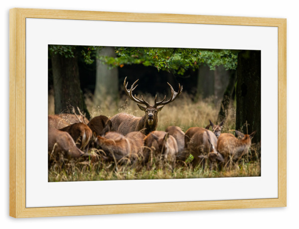 Poster mit Rahmen kiefer "Rothirsche bei der Brunft" artboxONE - Natur,Tiere - Hirsch,Brunft,Hirsche,Rothirsch,Rotwild,Wild,Wildtiere,Wald
