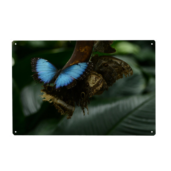 Holzbild "Blauer Schmetterling" artboxONE - Natur,Tiere - Schmetterling,Mariposa,Azul,Natur