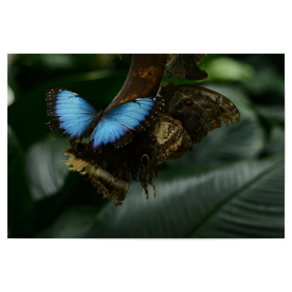 Poster 30x20 cm "Blauer Schmetterling" artboxONE - Natur,Tiere - Schmetterling,Mariposa,Azul,Natur