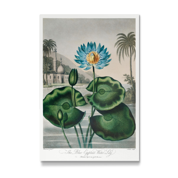 Galerie-Print "Thornton - Blaue Seerose" 30x20 cm artboxONE