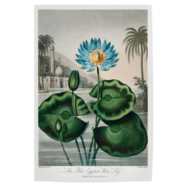 Poster "Thornton - Blaue Seerose" artboxONE - Natur,Floral - Blüte,Natur,Museum,Flora,Botanik,Blume,Pflanze