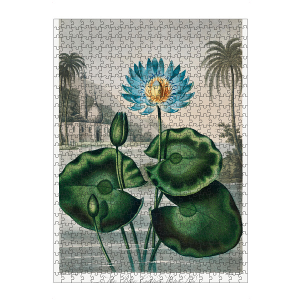 Puzzle Ravensburger "Thornton - Blaue Seerose" artboxONE - Natur,Floral - Blüte,Natur,Museum,Flora,Botanik,Blume,Pflanze - Bild blüte