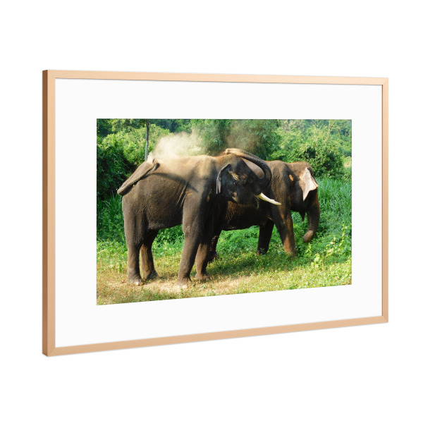 Poster mit Rahmen Kupfer "2 Elefanten" artboxONE - Reise,Tiere,Reise / Asien,Reise / Länder