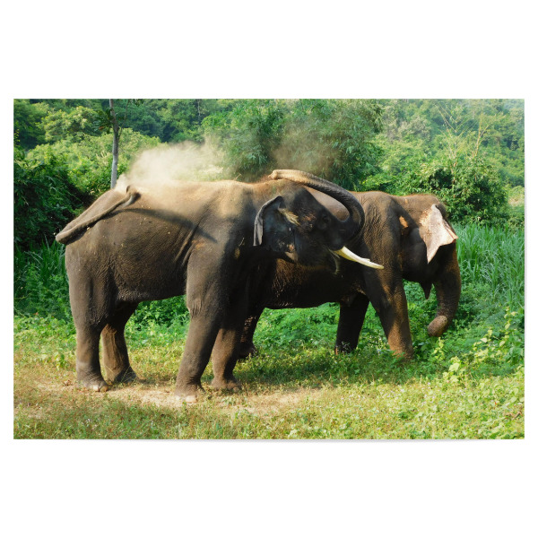 Poster 30x20 cm "2 Elefanten" artboxONE - Reise,Tiere,Reise / Asien,Reise / Länder