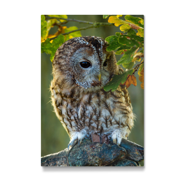 Galerie-Print "Waldkauz im Wald" 30x20 cm artboxONE