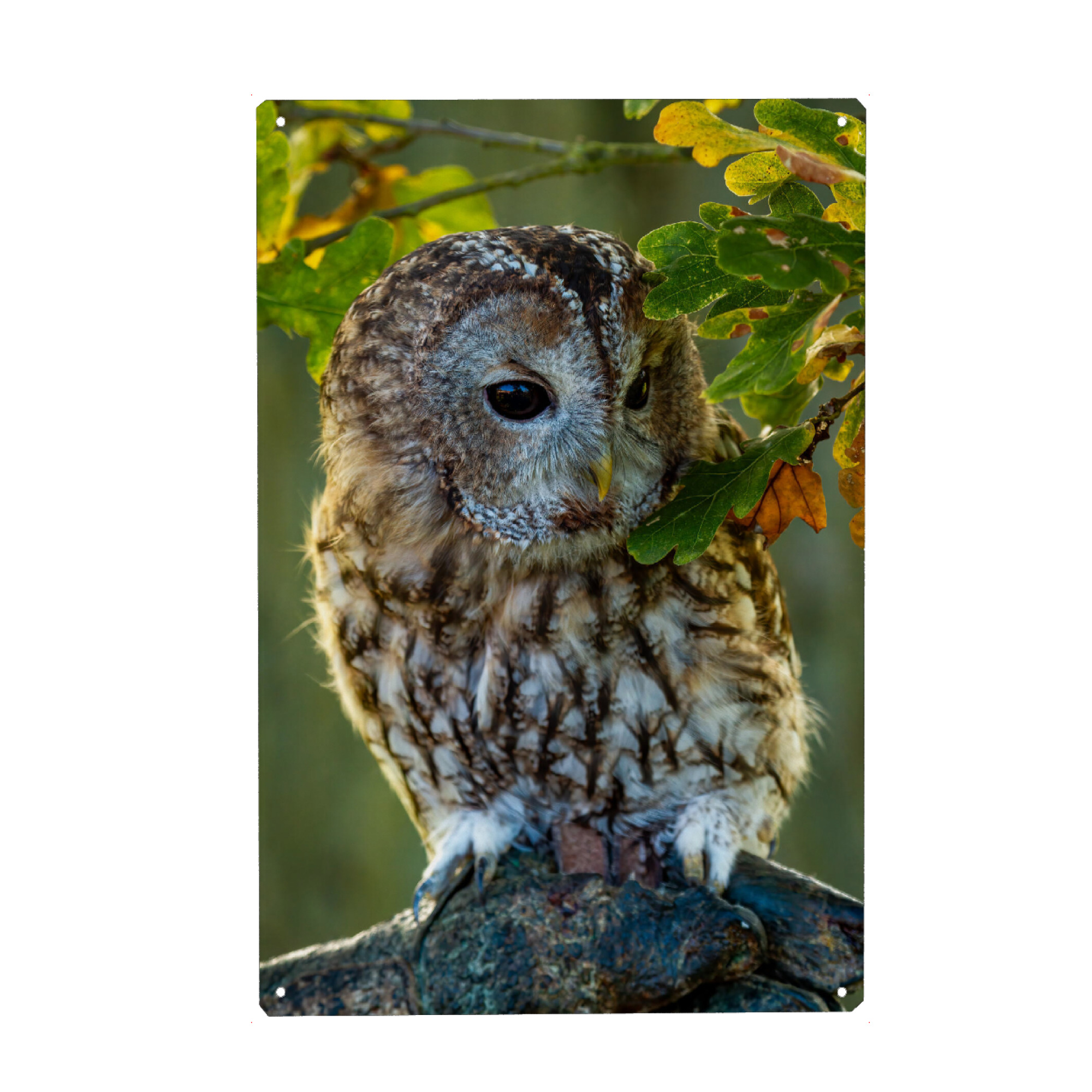 Metall Poster "Waldkauz im Wald" artboxONE - Natur,Tiere - Eule,Waldkauz,Vogel,Wildlife - Blechschild