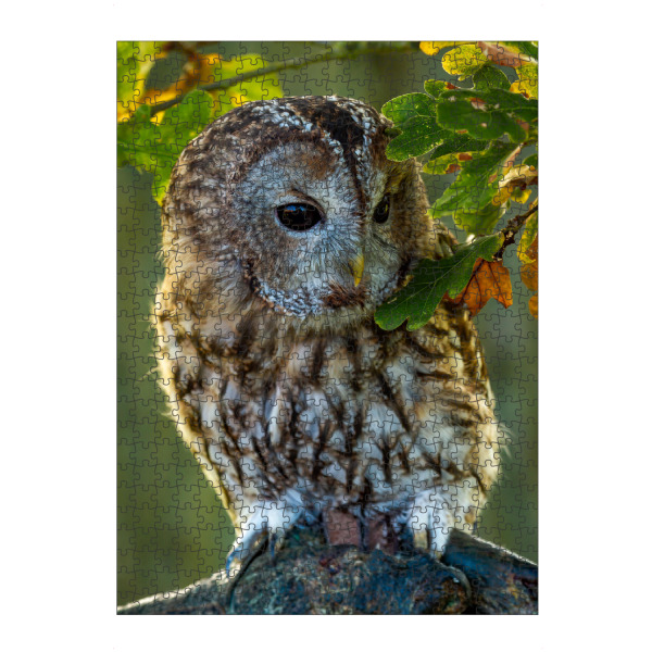 artboxONE Puzzle "Waldkauz im Wald" artboxONE - Natur,Tiere - Eule,Waldkauz,Vogel,Wildlife - Bild eule