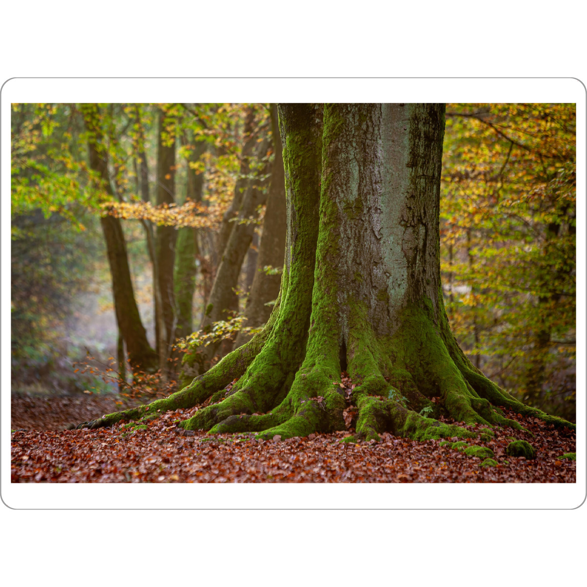 Tischset "Im Märchenwald" artboxONE - Natur - Baum,Baumstamm,Wald,Eiche,Herbst - Bild baum