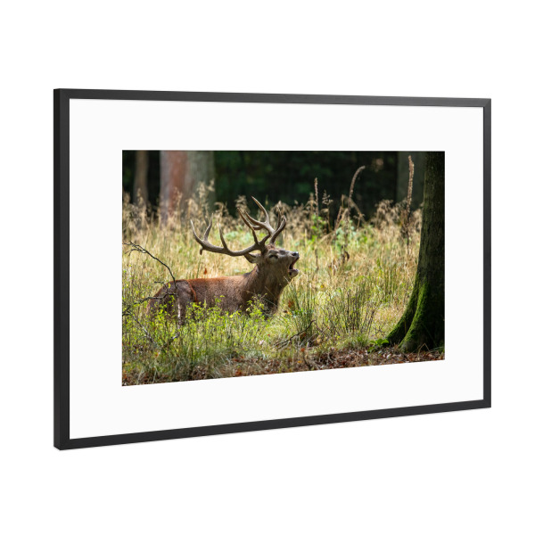 Poster mit Rahmen Schwarz (Metallic) "Hirsch liegt im Wald" artboxONE - Natur,Tiere