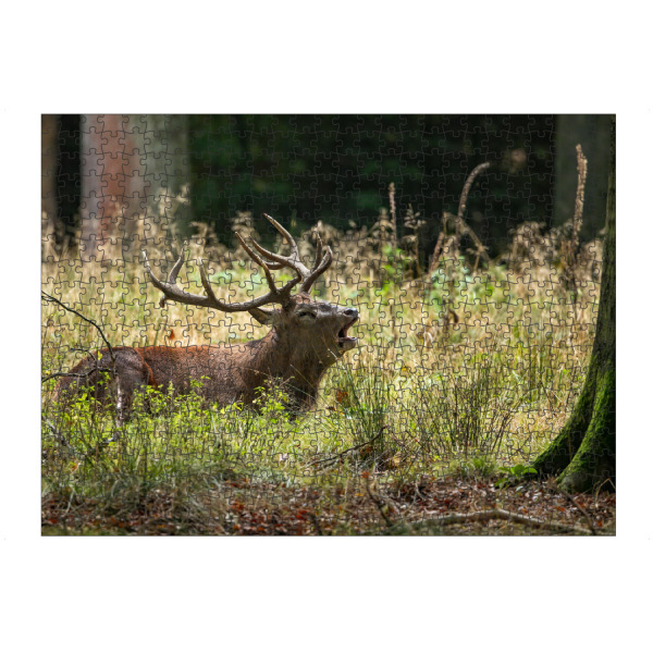 artboxONE Puzzle "Hirsch liegt im Wald" artboxONE - Natur,Tiere - Hirsch,Brunft,Hirsche,Rothirsch,Rotwild,Wild,Wildtiere,Wald,Natur - Bild hirsch