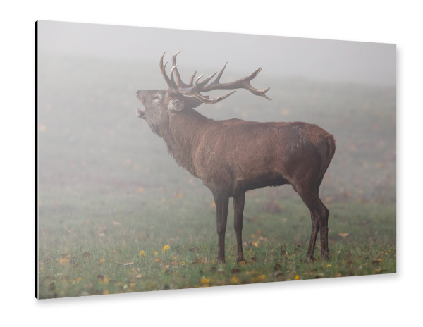 Alu-Dibond "Hirsch im Nebel" 30x20 cm artboxONE