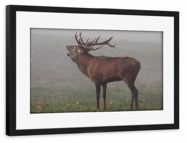 Poster mit Rahmen schwarz "Hirsch im Nebel" artboxONE - Natur,Tiere - Hirsch,Brunft,Hirsche,Rothirsch,Rotwild,Wild,Wildtiere,Wald