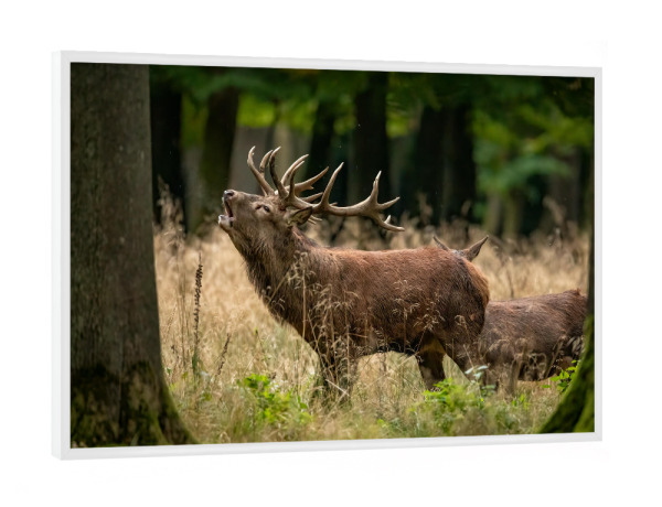 Poster mit weißem Rahmen "Der Rothirsch im Wald" artboxONE - Natur,Tiere - Hirsch,Brunft,Hirsche,Rothirsch,Rotwild,Wild,Wildtiere,Wald