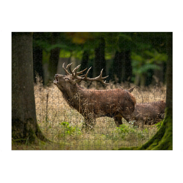 artboxONE Puzzle "Der Rothirsch im Wald" artboxONE - Natur,Tiere - Hirsch,Brunft,Hirsche,Rothirsch,Rotwild,Wild,Wildtiere,Wald - Bild hirsch