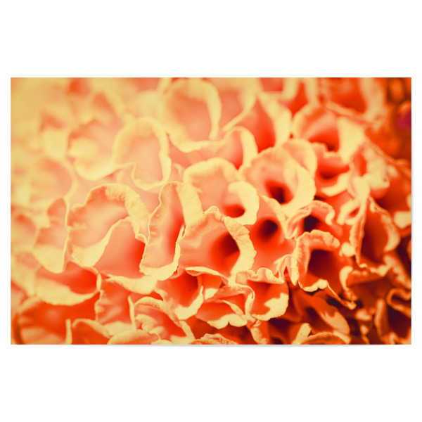 Poster "Blossom sponge" artboxONE - Natur,Floral,Abstrakt - Blüte,Blossom