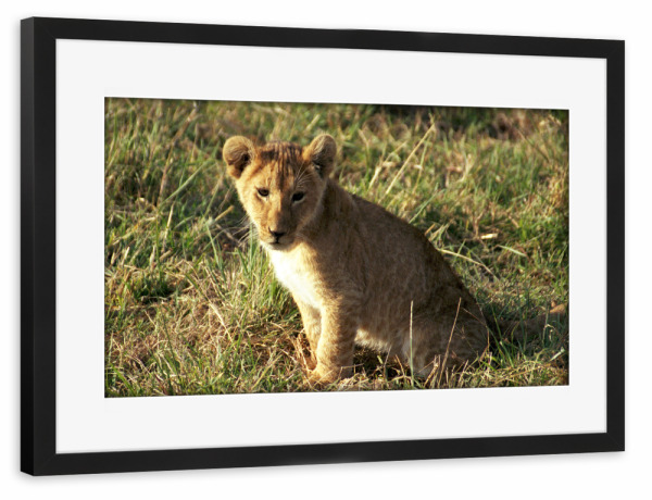 Poster mit Rahmen schwarz "Ein Löwenbaby" artboxONE - Natur,Reise,Tiere,Reise / Afrika,Reise / Länder