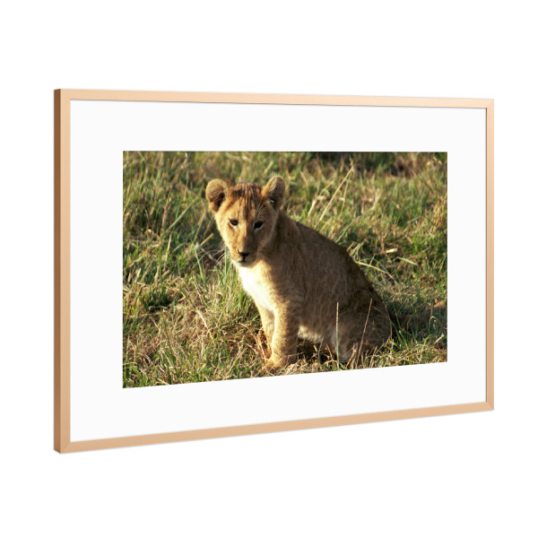 Poster mit Rahmen Kupfer "Ein Löwenbaby" artboxONE - Natur,Reise,Tiere,Reise / Afrika,Reise / Länder
