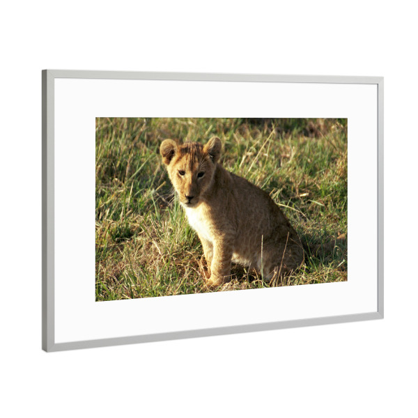 Poster mit Rahmen Silber "Ein Löwenbaby" artboxONE - Natur,Reise,Tiere,Reise / Afrika,Reise / Länder