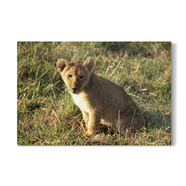 Galerie-Print "Ein Löwenbaby" 30x20 cm artboxONE