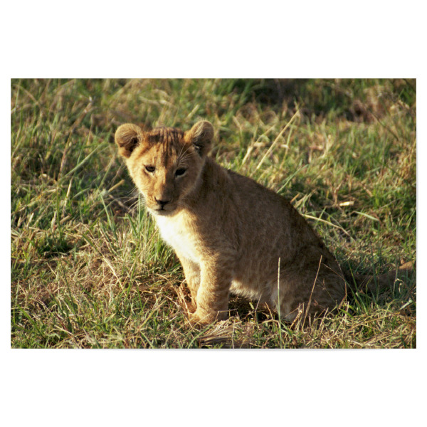 Poster "Ein Löwenbaby" artboxONE - Natur,Reise,Tiere,Reise / Afrika,Reise / Länder