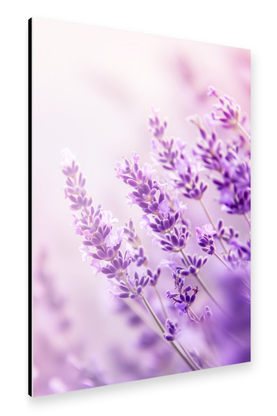 Alu-Dibond "Lavendel deco" 30x20 cm artboxONE