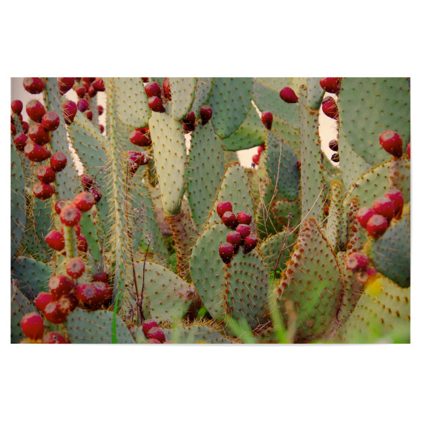 Poster "Kaktus mit Kaktusfeigen" artboxONE - Natur,Reise,Floral,Reise / Strand und Meer