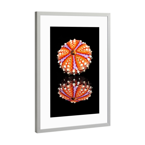 Poster mit Rahmen Silber "Ein bunter Seeigel" artboxONE - Natur,Tiere - Seeigel,Seestern,Meer,Meerestier,Koralle,Meeresfrüchte