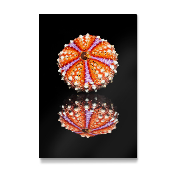 Galerie-Print "Ein bunter Seeigel" 30x20 cm artboxONE