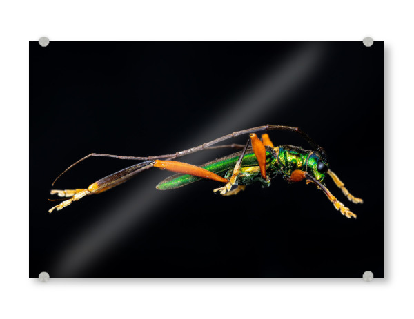 Acrylglasbild "Der grüne Käfer" artboxONE - Tiere - Käfer,Insekt,Insekten,Glanzkäfer,Callichroma,Metallisch,Grün
