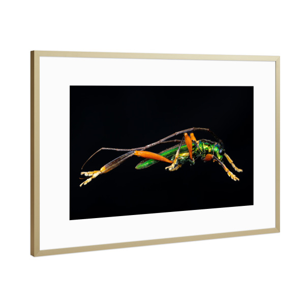 Poster mit Rahmen Gold "Der grüne Käfer" artboxONE - Tiere - Käfer,Insekt,Insekten,Glanzkäfer,Callichroma,Metallisch,Grün