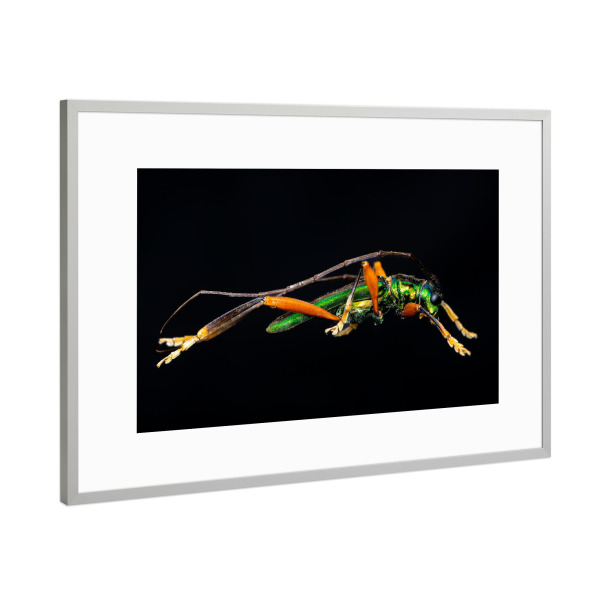 Poster mit Rahmen Silber "Der grüne Käfer" artboxONE - Tiere - Käfer,Insekt,Insekten,Glanzkäfer,Callichroma,Metallisch,Grün