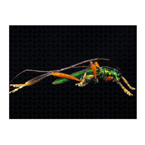 artboxONE Puzzle "Der grüne Käfer" artboxONE - Tiere - Käfer,Insekt,Insekten,Glanzkäfer,Callichroma,Metallisch,Grün - Bild käfer