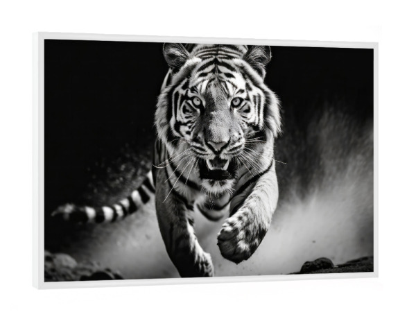 Poster mit weißem Rahmen "Laufender Tiger" artboxONE - Tiere,Schwarzweiß