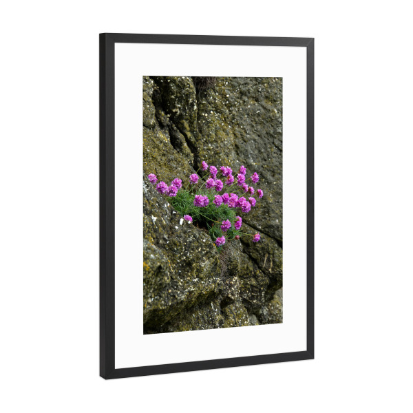 Poster mit Rahmen Schwarz (Metallic) "Grasnelken am Felsen" artboxONE - Natur,Floral
