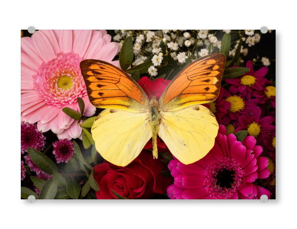 Acrylglasbild "Schmetterling auf Blüte" artboxONE - Tiere - Schmetterling,Falter,Prachtfalter,Insekten,Insekt,Tagfalter,Blumen,Blüte,Blumenstrauß