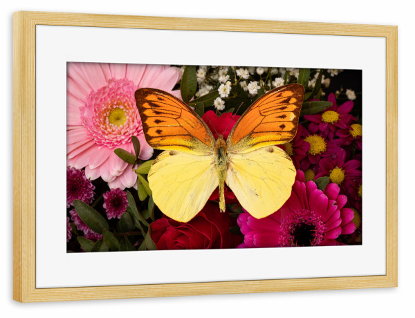 Poster mit Rahmen kiefer "Schmetterling auf Blüte" artboxONE - Tiere