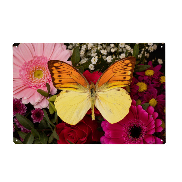 Holzbild "Schmetterling auf Blüte" artboxONE - Tiere - Schmetterling,Falter,Prachtfalter,Insekten,Insekt,Tagfalter,Blumen,Blüte,Blumenstrauß