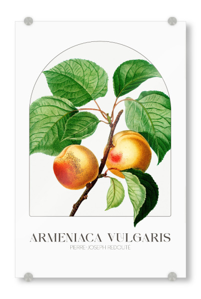 Acrylglasbild "Redouté - Armenica Vulgaris" artboxONE - Typografie,Natur,Floral - Blüte,Natur,Museum,Flora,Botanik,Blume,Pflanze