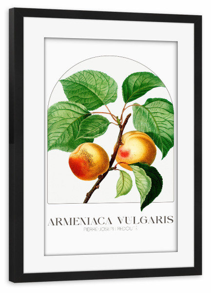 Poster mit Rahmen schwarz "Redouté - Armenica Vulgaris" artboxONE - Typografie,Natur,Floral - Blüte,Natur,Museum,Flora,Botanik,Blume,Pflanze