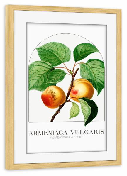 Poster mit Rahmen kiefer "Redouté - Armenica Vulgaris" artboxONE - Typografie,Natur,Floral - Blüte,Natur,Museum,Flora,Botanik,Blume,Pflanze