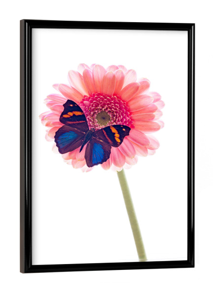 Poster mit schwarzem Rahmen "Schmetterling auf der Blume" artboxONE - Tiere - Schmetterling,Blume,Insekt,Falter,Tagfalter,Blumenstrauß