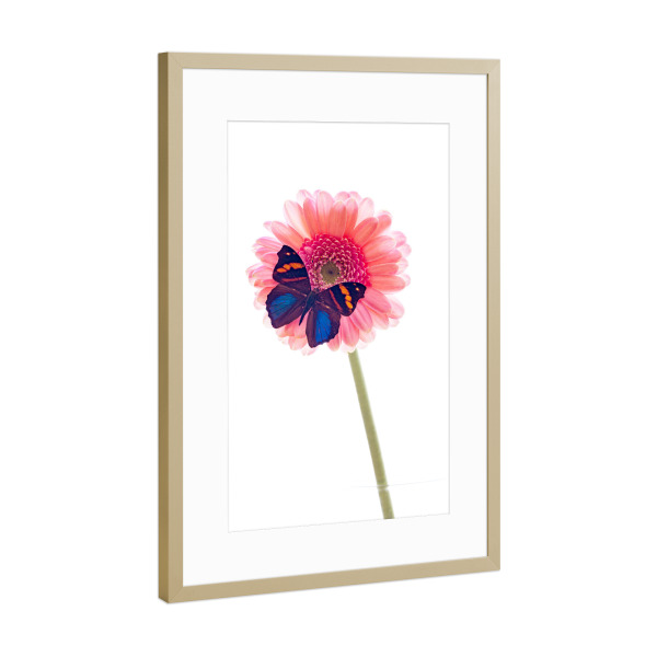 Poster mit Rahmen Gold "Schmetterling auf der Blume" artboxONE - Tiere - Schmetterling,Blume,Insekt,Falter,Tagfalter,Blumenstrauß