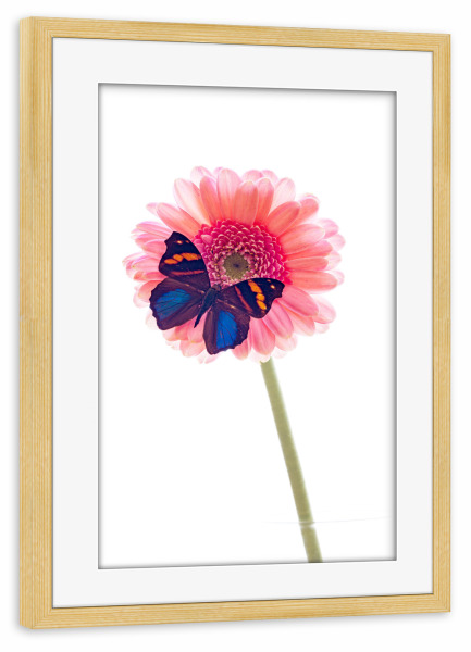 Poster mit Rahmen kiefer "Schmetterling auf der Blume" artboxONE - Tiere - Schmetterling,Blume,Insekt,Falter,Tagfalter,Blumenstrauß