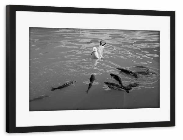 Poster mit Rahmen schwarz "Überzahl" artboxONE - Natur,Tiere - Möwe,Fisch,Fische,Vögel,Meer,Hafen,Wasser,Schwarz,Weiß,S/w