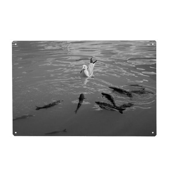 Metall Poster "Überzahl" artboxONE - Natur,Tiere - Möwe,Fisch,Fische,Vögel,Meer,Hafen,Wasser,Schwarz,Weiß,S/w - Blechschild