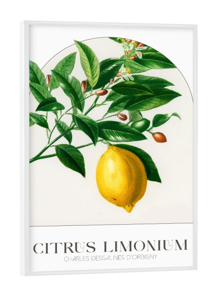 Poster mit weißem Rahmen "Orbigny - Citrus Limonium" artboxONE - Natur,Floral,Essen & Trinken
