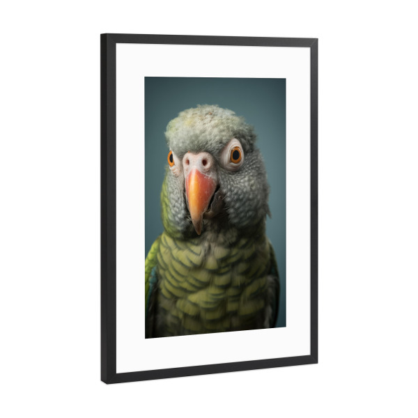Poster mit Rahmen Schwarz (Metallic) "Glücklicher Senegal-Papagei" artboxONE - Tiere